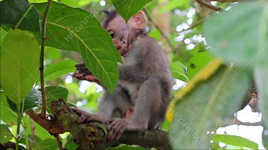 Little monkey on the branch in a Sacred Monkey Forest