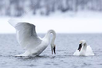 Love is in the air