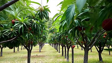 Cherry orchard ripe cherries, fruit harvest, summer season, agriculture stock footage generative AI