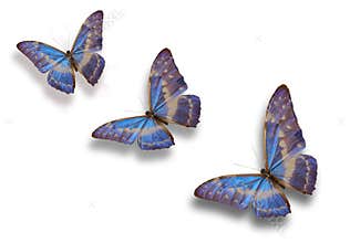 Blue butterfly