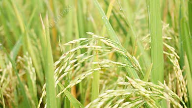 The golden rice plants will soon ripen