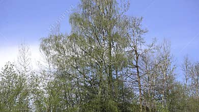 Film footage landscape in the Bavarian forest with forest and trees and meadows and fields , Germany