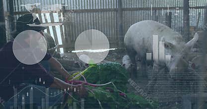 Male farmer crouching inside barn feeding pigs, displaying farm tech charts and map overlays
