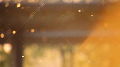 Pollen and tree leaves at sunset