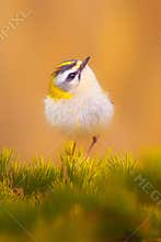 Cute bird. Goldcrest. Forest background.