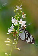 Butterfly on White Flowers