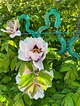 Blooming peonies climbing a decorative garden trellis