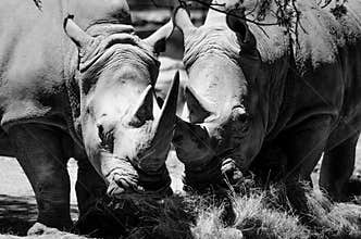 Endangered Rhinos