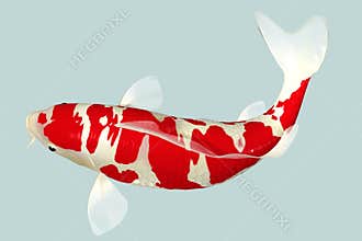 Koi Fish