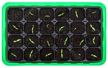 Germination tray with small seedlings