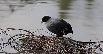 the Common Coot is the most widely distributed and most abundant breeding waterbird