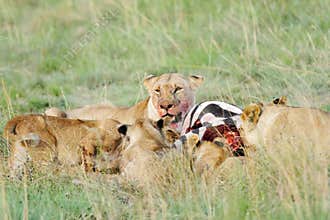 A group of lions eating Zebra