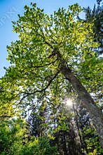 Giant Douglas fir, Pseudotsuga menziesii trees in the World Forest, Weltwald in Freising near Munich, Germany