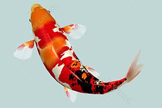 Koi fish