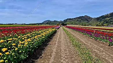 Walking down in the tulip farm. (Northbound) Abbotsford BC Canada