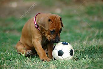 Puppy playing with toy