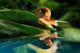 Snail reflection