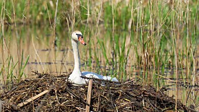 Mute swan. This is a large bird with white feathers, a long curved neck, and an orange beak with a black bump at the base.