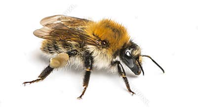 European honey bee, Apis mellifera, isolated