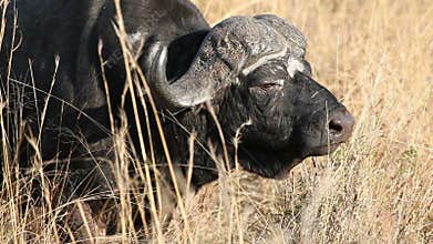 African buffalo bull