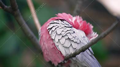 A pink-and-gray cockatoo parrot sits on a tree branch. The bird is preening its feathers. Bird hygiene.
