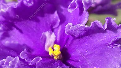 Decorative violets, indoor plants. Room interior decoration. Large flowers.