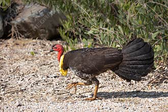 An Australian brush turkey struts and shows its yellow breeding wattle.
