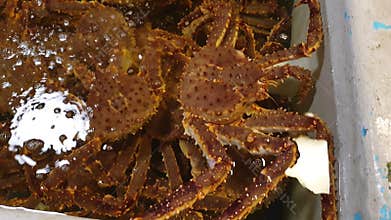 Taraba Alaskan king crab fresh seafood selling in Japan