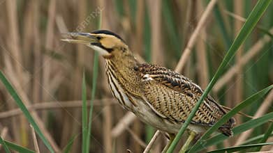 Secretive waterbird, likely a Bittern, observing from dense wetland reeds. Natural habitat wildlife video scene.