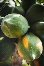 Papayas on tree