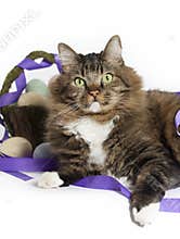 Maine Coon Mix Cat with Easter Basket