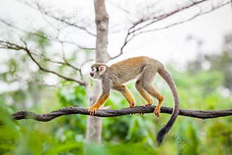 Squirrel monkey