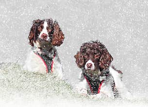 Winter snow dogs