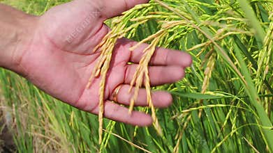 Rice field close up and hand holding seed