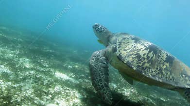 Closeup of swimming sea turtle