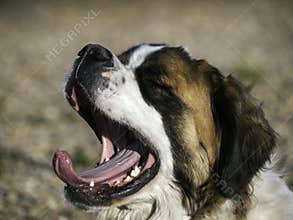 Yawning Saint Bernard
