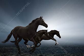 Three horses