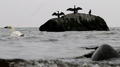 Waving cormorants in East Sea, GÃ¶hren, Germany