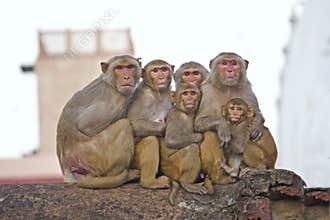 Family of rhesus