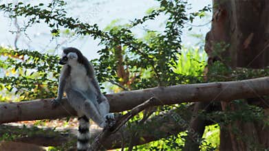 Ring-tailed Lemurs sitting on tree and looking around