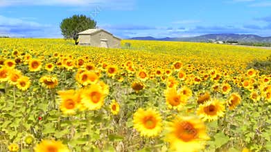 Sunflower field over cloudy blue sky