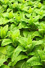 Tobacco cultivation, Azores Islands, Portugal