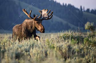 Sunrise bull moose in velvet