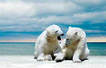 Polar Bear cubs on a winter beach
