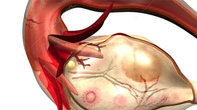 Female reproductive system