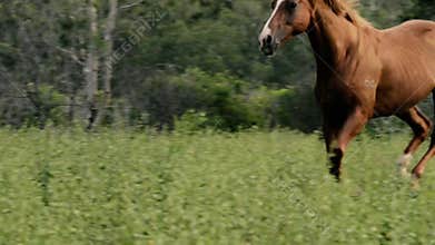 Single horse galloping