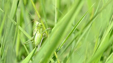 Green Grasshopper on Blade of Grass