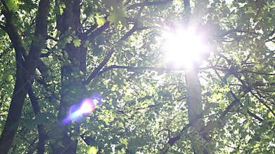 Dazzling Sunshine Through Canopy