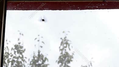 Chasing Freedom Moth