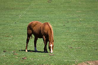 Brown horse grazing in field